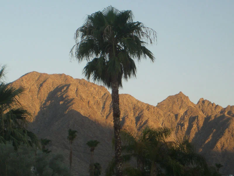 Palms and the Santa Rosa Mountains at dusk in La Quinta